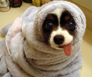 cute-funny-dog-pictures Bath time